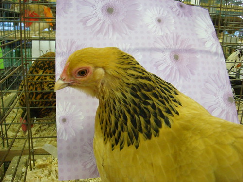 Chickens at the Fair