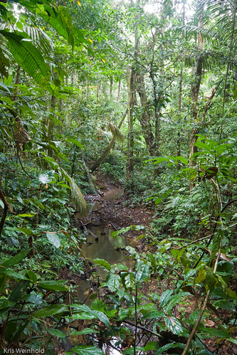 Stream in the Amazon Rainforest