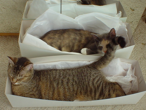2 gift boxed cats