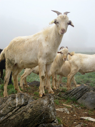 tails of wooled lambs be