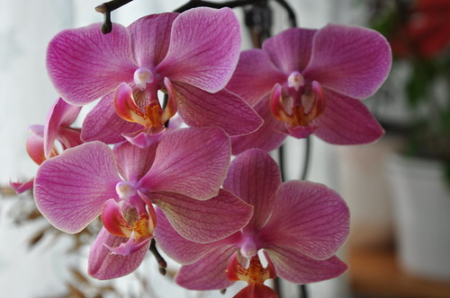 My orchids, my inspiration.