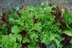 The lettuce is looking good too!