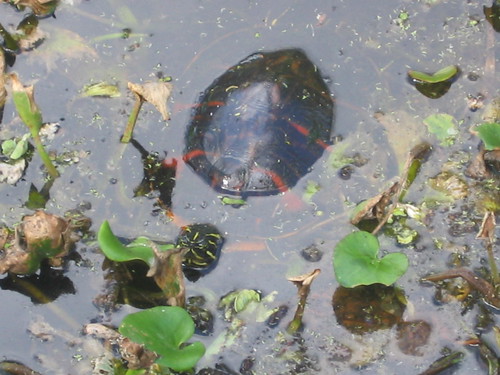 Corkscrew-FL Red-Belly Turtle
