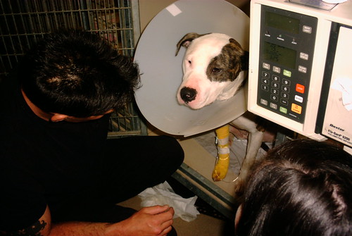 IV hospital dog