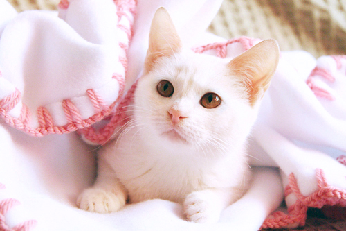 beautiful white cats