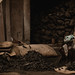 India - Mysore Coal Man