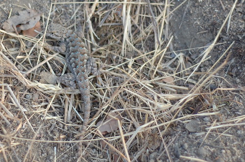 Lizard with Turquoise Spots.