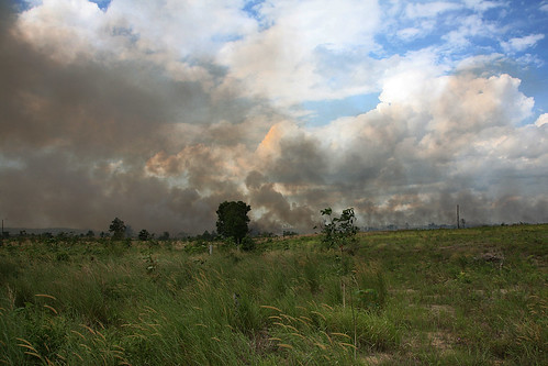 Recording Borneo Burning.