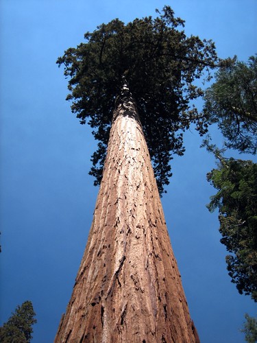 up a redwood tree