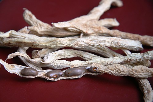 chinese bean seeds