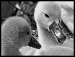 Signets - by Mike PD