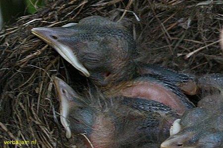 Young blackbirds in nest