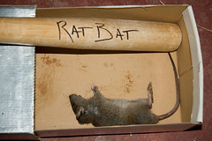 Ratty meets his maker