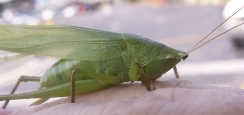 Female Katydid 4