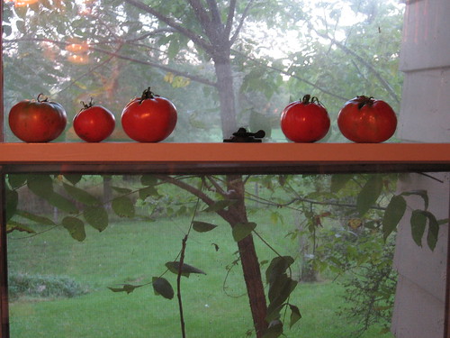 Pretty Tomatoes, All in a Row