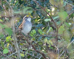 White-throated Sparrow - 1