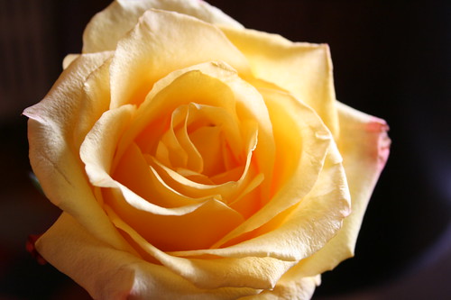 yellow rose — June 3