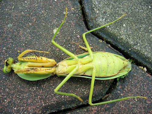 Dead Mantis