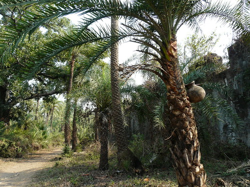 silver date palm tree. winepalm, silver date palm