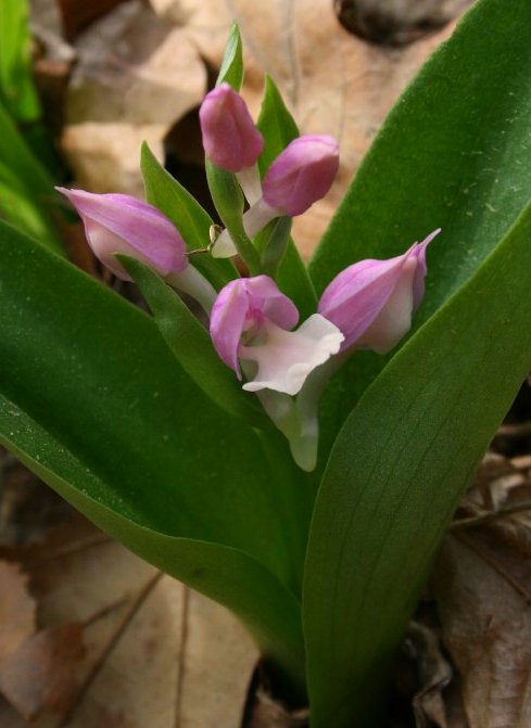 Showis Orchid