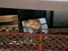 Today's Cat@2010-06-23