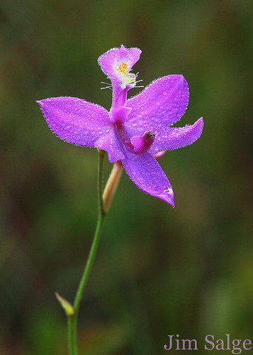 Jim Salge Photography - Dew on Grass Pink Orchid