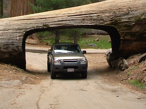 A car pussing through Tunnel Log at Sequoia National Park, California