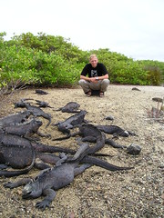 Marine iguanas at Tortuga Bay