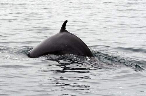 Minke whale, Husavik