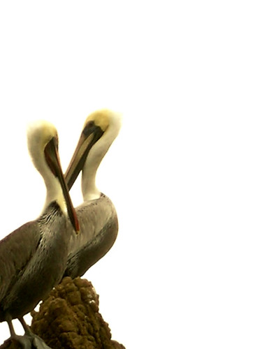 pelican 1- 5527