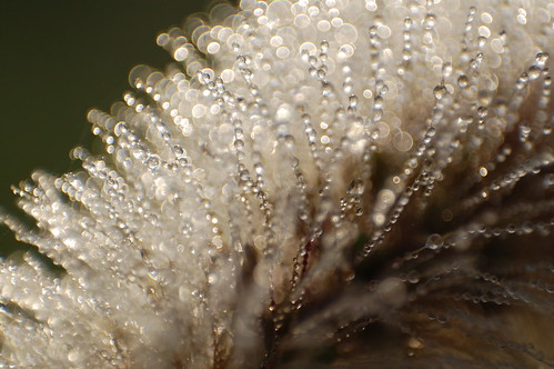Dew on Seed Head
