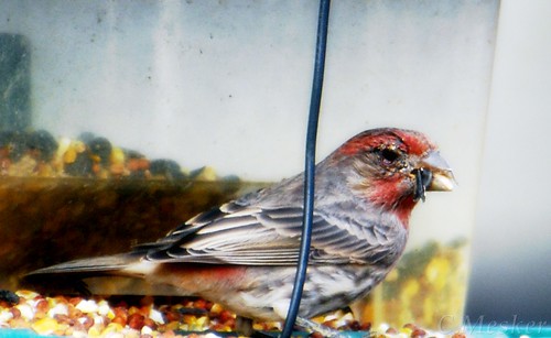 Red Finch - 13/52