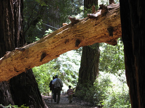 On the Sequoia Trail