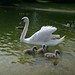 Papa Swan and swan babies