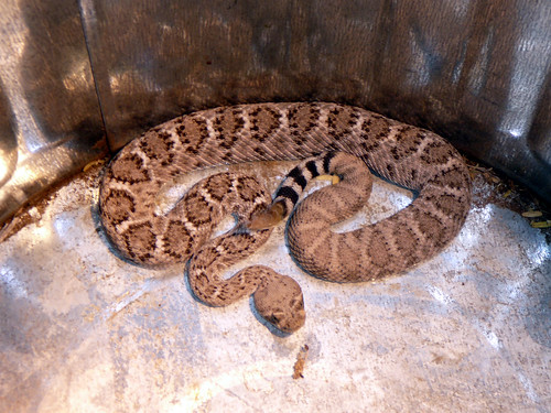 Rattlesnake (photo4of4)