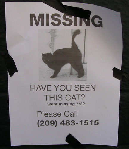 Missing Kitty