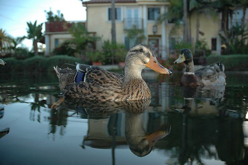 Ducks on the Venice Canals, Venice California