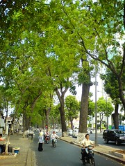 Tree-lined boulevard