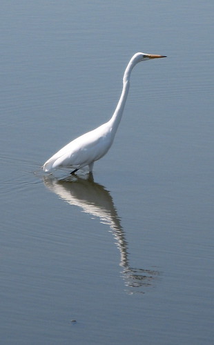 Egret pose
