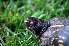Eastern Box Turtle - by drivebybiscuits1