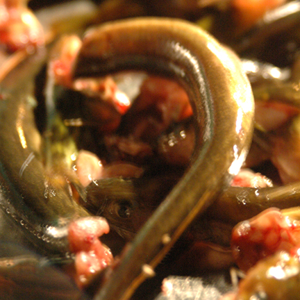 Yangshuo Eels