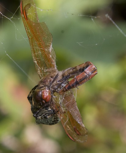 Spider with Golden-winged Skimmer