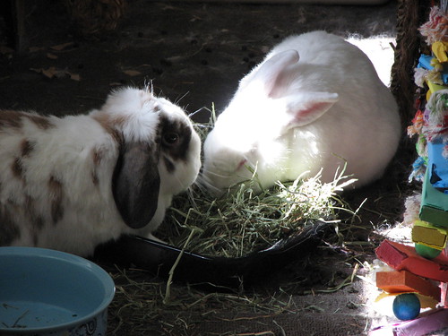 eating hay in the sun - 2