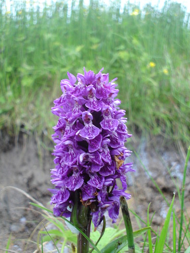 Fetlar (orquídeas)