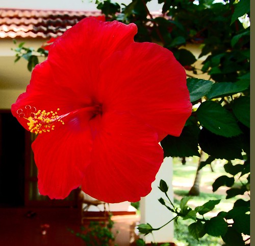 A Red Hibiscus of Kerala
