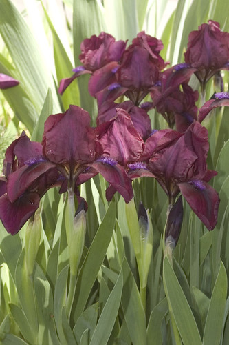 Dwarf Iris