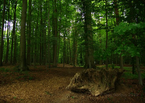 Tervuren Forest