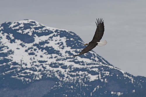Bald Eagle in  flight by alumroot