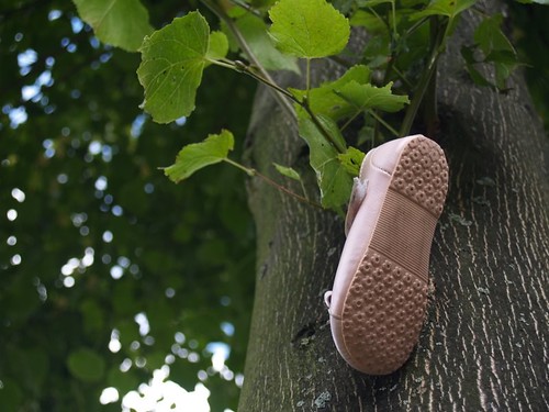 shoe in a tree