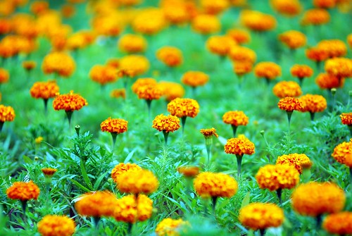 Marigold by floridapfe